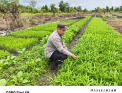 Mendukung Swasembada Pangan Nasional, Kanit Binmas Polsek Kapuas Murung Menggerakkan Masyarakat Di Bidang Perkebunan