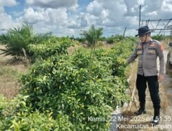 Polsek Timpah Melaksanakan Pengecekan Pemanfaatan Lahan Pekarangan Warga Desa Lawang Kajang