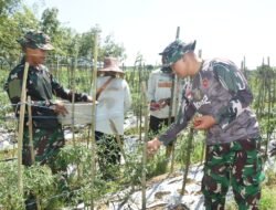 Satgas TMMD Kodim 1002/HST Bantu Petani Panen Cabe di Pengambau Hilir Luar