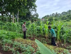 Bhabinkamtibmas Polsek Tanah Siang Selatan Cek Ketahanan Pangan Jagung