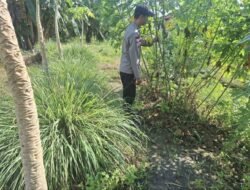 Dukung Ketahanan Pangan, Personil Polsek Sungai Sampit Lakukan Perawatan Tanaman Sekitar Pekarangan Mako Polsek