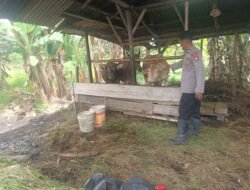 Bhabinkamtibmas Polsek Pulau Hanaut lakukan pengecekan peternakan sapi di halaman milik warga Sdr Tono Ds Bapinang Hilir sebagai bentuk mendukung program ketahanan pangan