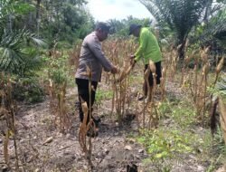 Bhabinkamtibmas Bantu Warga Panen Jagung di Desa Binaannya
