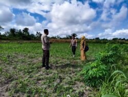Pastikan Pertumbuhan Optimal, Kanit Binmas dan Bhabinkamtibmas serta PPL Cek Tanaman Jagung