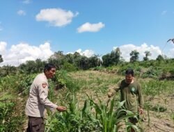 dukung program pemerintah Sambangi Kebun Jagung, Bhabinkamtibmas Polsek Aruta Bripka Razaldum Sambangi Kebun Jagung Di Desa Panahan