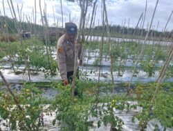 Polsek Pangkalan Lada Hadir Di Tengah Masyarakat Dalam Proses Ketahanan Pangan