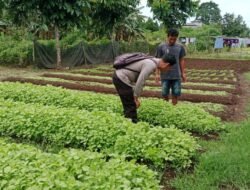 Dukung Asta Cita, Bhabinkamtibmas Polsek Tanah Siang Selatan Cek Perkembangan Kebun Sayur Warga Desa Oreng