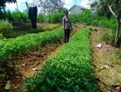 Dukung Program Asta Cita, Bhabinkantibmas Polsek Murung Sambang Kebun Sayuran Warga