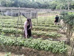 Anggota Pospol Sei Babuat Sambangi Ketahanan Pangan Organik Warga Binaan