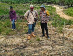 Kapolsek Kapuas Tengah Cek Lokasi Lahan Penanaman Jagung dalam program ketahanan pangan