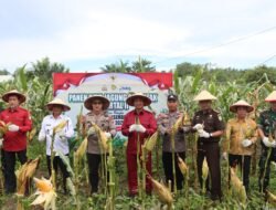 Turut Hadir Secara Virtual, Polres Sukamara Kawal Panen Raya Jagung Kuarter II
