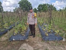 Bhabinkamtibmas Polsek Telawang Sambangi Pekarangan Pangan Bergizi Pangan Milik Warga Binaannya       