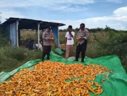 Kanit Binmas Polsek Kumai Bersama Warga Desa Sabuai Timur Gelar Panen Raya Jagung Dukung Ketahanan Pangan
