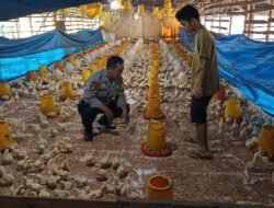 Gerakkan Ketahanan Pangan, Bhabinkamtibmas Sambangi Peternak Ayam