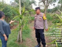 Mendukung Swasembada Pangan Nasional, Bhabinkamtibmas Polsek Kapuas Murung Menggerakkan Masyarakat Di Bidang Perkebunan Buah Naga