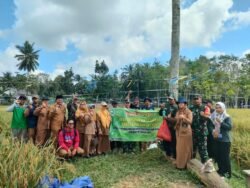 Babinsa Posramil Batu Ampar Kodim 1009/Tla Melaksanakan Pengambilan Ubinan Padi Serta Panen Padi Bersama