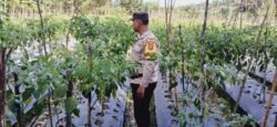 Bhabinkamtibmas Desa Sumber Makmur Dukung Program Penguatan Ketahanan Pangan