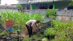 Bhabinkamtibmas Polsek Baamang Tinjau Pekarangan Warga, Perkuat Program Ketahanan Pangan