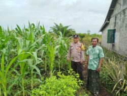 Kapolsek Baamang Tinjau Perkembangan Tanaman Jagung di Baamang Barat untuk Mendukung Ketahanan Pangan Nasional