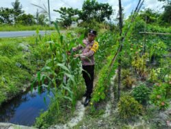 Personil Polsek Kapuas Tengah melaksanakan Pengecekan Lahan Pekarangan warga Desa Pujon