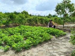 Anggota Polsek Kapuas Tengah laksanakan Pengecekan Lahan Pekarangan di Desa Pujon