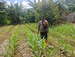 Tindak Lanjuti Program Asta Cita Presiden, Polsek Tanah Siang Ajak Warga Tanam Jagung