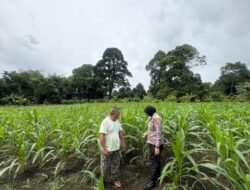 Asta Cita, Kanit Binmas Polsek Murung Sambang Kebun Jagung Warga Danau Usung