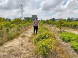 Anggota Polsek Kapuas Tengah laksanakan Pengecekan Lahan Pekarangan di Desa Pujon