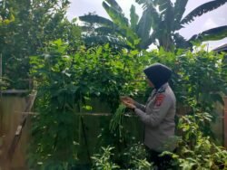 Dukung Program Asta Cita, Kanit Binmas Polsek Murung Tanam Sayuran Bergizi