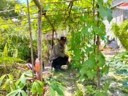 Anggota Polsek Kapuas Tengah laksanakan Pengecekan Lahan Pekarangan kebun Desa Pujon