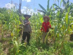 Dukung Ketahanan Pangan, Pospol Sei Babuat Sambangi Perkebunan Jagung