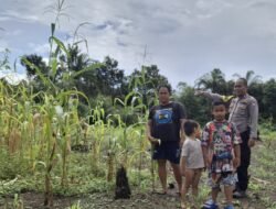Aipda Waris Hartoyo Kunjungi Perkebunan Jagung Warga Tambelum