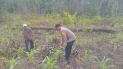 Dukung Swasembada Pangan, Bhabinkantibmas Pantau Perkembangan Jagung Warga Mangkahui