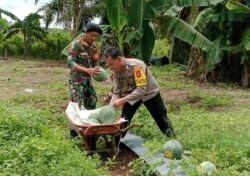 Polsek TSS dan Babinsa Bantu Petani Panen Semangka, Dukung Ketahanan Pangan