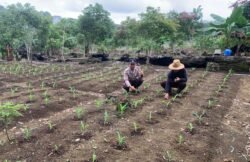 Bhabinkamtibmas Polsek Tanah Siang Pantau Pertumbuhan Jagung Warga Karali