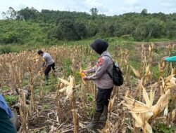 Polsek Murung Bersama Petani Panen Jagung Di Danau Usung