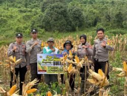 Polsek Murung Dampingi Petani Panen Jagung Di Desa Danau Usung