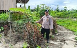 Anggota Polsek Kapuas Tengah laksanakan Pengecekan Lahan Pekarangan kebun di Desa Pujon