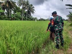 Babinsa Dampingi Petani Rawat Tanaman Padi di Desa Banua Kupang