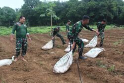 Dukung Ketahanan Pangan, Kodim 1008/Tabalong Kembangkan Lahan Pertanian di Murung Pudak