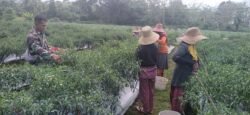 TNI Hadir di Tengah Petani, Babinsa Dampingi Panen Cabe Keriting di Anduhum