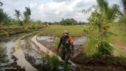 Sukseskan Program Oplah Babinsa Jajaran Kodim 1009/Tla Terus Melaksanakan Pendampingan Dan Pengawasan