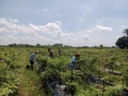 TNI Hadir untuk Rakyat: Babinsa Labuan Amas Utara Bantu Panen Cabe