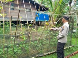 Polsek Kapuas Tengah laksanakan Pengecekan Lahan Pekarangan Desa Pujon
