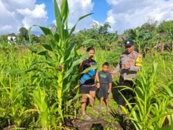 Dukung Swasembada, Pak Bhabin Kunjungi Perkebunan Jagung Warga Tambelum