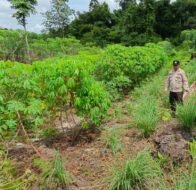 Anggota Polsek Kapuas Tengah laksanakan Pengecekan Lahan Pekarangan Desa Pujon