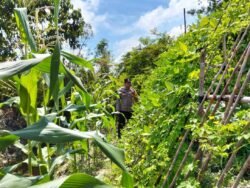Personel Polsek Kapuas Tengah laksanakan Pengecekan Lahan Pekarangan milik warga Desa Pujon