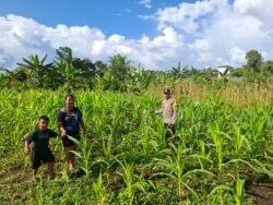Dukung Swasembada, Pak Bhabin Kunjungi Perkebunan Jagung Warga Tambelum