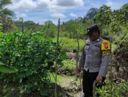 Personil Polsek Kapuas Tengah Melaksanakan Pengecekan Lahan Pekarangan Kebun warga Desa Jangkang