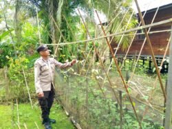 Personil Polsek Kapuas Tengah melaksanakan Pengecekan Lahan Pekarangan di Desa Pujon